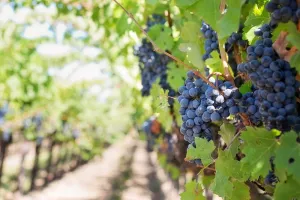 Portes ouvertes au Vignoble de la Roseraie