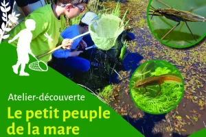 Atelier-découverte : Le Petit Peuple de la Mare