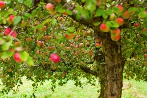 Secrets et savoir-faire de la Ferme du Léché