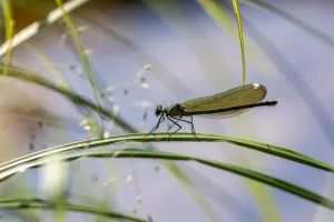 Promenade naturaliste le long des rives du Fleckenstein