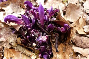 Balade nature autour du Château