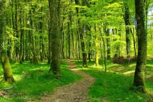 Sortie en forêt « La forêt de Cerisy, mosaïque de paysages et de biodiversité »