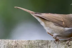 ATELIER HORS LES MURS : Qui sont ces oiseaux des jardins ?