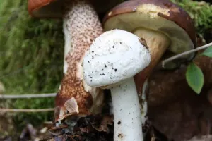 Les Journées Champignons