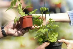 Troc' bocaux & plantes du printemps