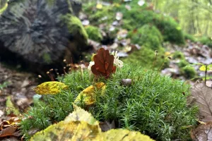 Ecorando à Abondant