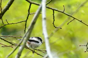 Les oiseaux à l'aube