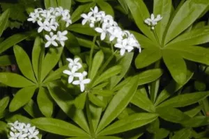 Fête de l'Aspérule - Waldmeisterfest