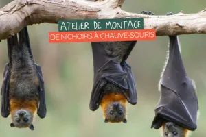 Atelier de montage de nichoirs à chauve-souris