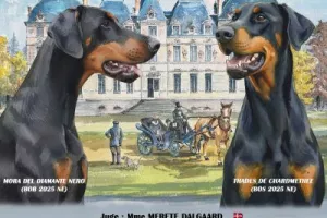 Exposition beauté nationale Dobermann France