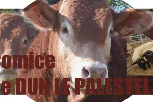 Comice agricole et brocante / foire commerciale