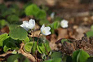 Sortie découverte "Plantes comestibles"