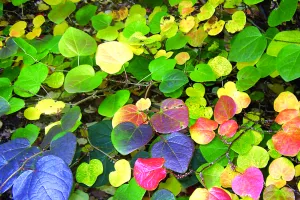 Journées des plantes d'automne