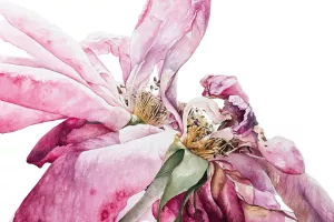 La voix des fleurs en écho à 花道 (Kadō)