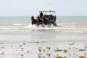 Attelages des Grandes Marées