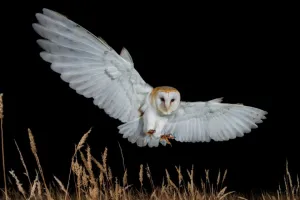 Nuit d'observation des chouettes