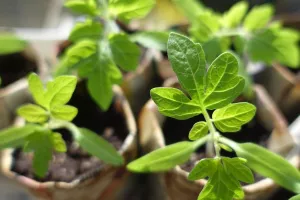 Balade d'initiation aux plantes sauvages comestibles et médicinales
