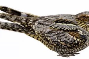 Tourbière des Dauges : le tête chèvre n’aime pas le lait