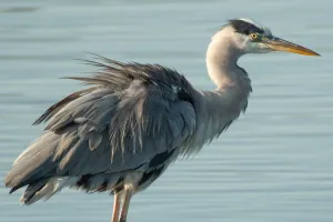 Les défis de l'étang sauvage