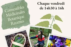 Atelier plantes sauvages