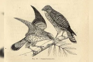 Exposition : Tous à plumes, les oiseaux dans les collections patrimoniales