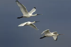 Escale avec les oiseaux migrateurs