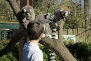 Stage "mini-soigneur"