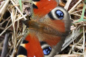 Cherchez la p'tite bête