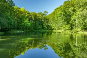 Sortie ornithologique au lac de Sargaillouse