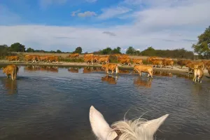 Balade nature à la ferme des Buttons