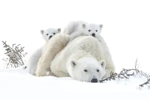 FESTIVAL de cinéma "Nature Climat et Environnement"