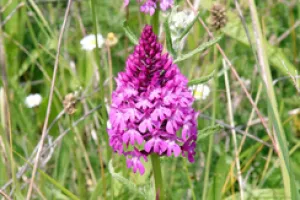 Balade et échanges sur "les orchidées sauvages de territoire, savoir les repérer pour mieux les protéger"