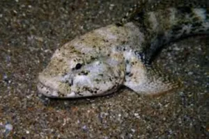 Découverte de la pêche à pied Saint-Malo