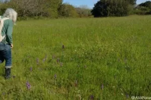 Les orchidées des Terres Rouges