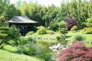 Dégustation de pousses de bambous