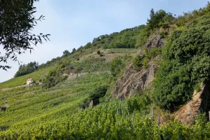 Ebike dans le vignoble du Rangen