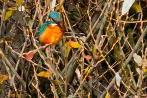 Exposition Des nichoirs pour les animaux sauvages de Colomiers