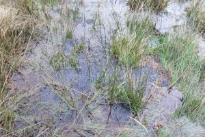 Tourbière des Dauges : la bourse ou la vie