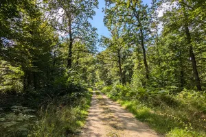 Sortie nature à Vauclair : "La forêt de Vauclair"