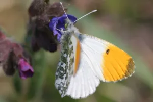 Tourbière des Dauges : le papillon blanc annonce le printemps ?
