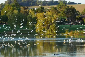 NATURO'LAC "SPÉCIAL OISEAUX"