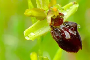 Les orchidées en photo