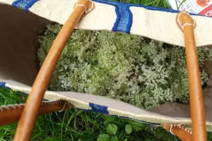 Plantes sauvages comestibles