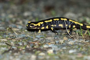 sortie nocturne : découverte de la salamandre