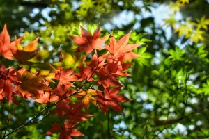 RENCONTRE L'OBSERVATOIRE DES SAISONS