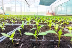 Atelier repiquage : de la graine à la vie