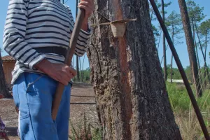 Les gemmeurs à l'honneur à Marquèze