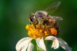 Ciné-sciences : le monde merveilleux des abeilles