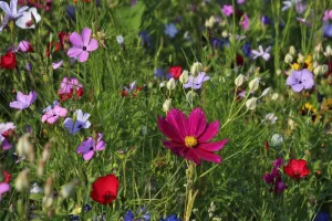 Portes ouvertes de l'Atelier de peinture végétale