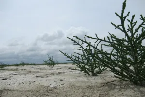 Salicorne et compagnie